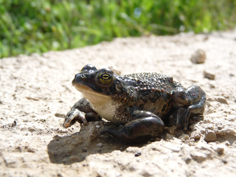 identificazione rospo - Bufo bufo